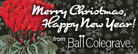 christmas newsletter header