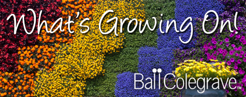 Ball Colegrave - What's Growing On