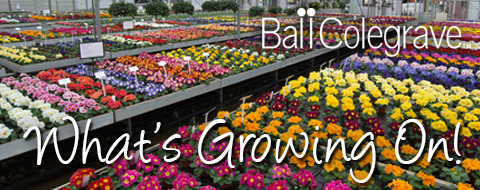Ball Colegrave - What's Growing On