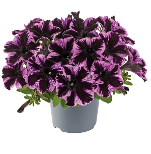 Just one of 5 new stunning colours extending this early flowering 'Pot' Petunia series to 23 colours!